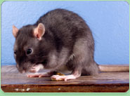 rat control Bredbury