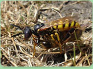 wasp control Bredbury